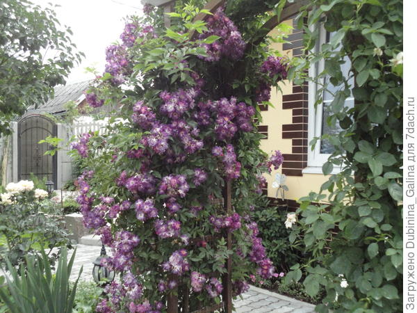 А это моя Файлхенблау