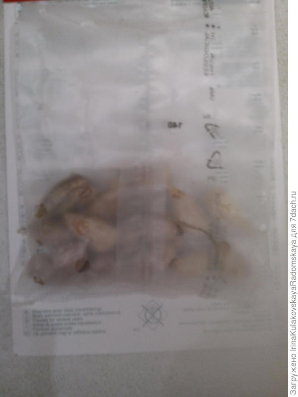 С обратной стороны -  луковицы