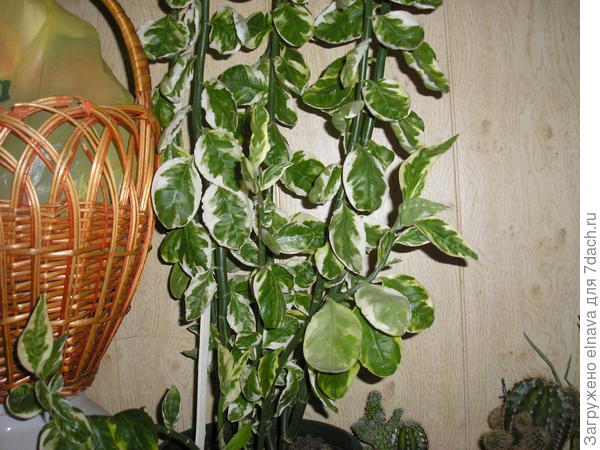 Вот он! Полтора метра ростом!