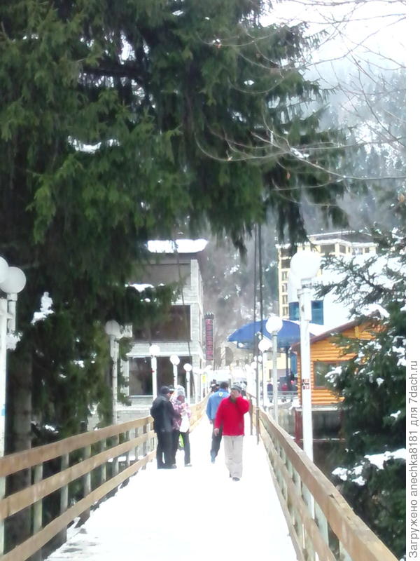 Домбай. Хвойники.