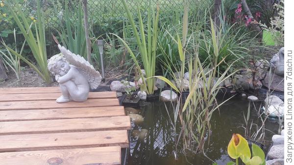 Вот такой у меня сейчас прудик