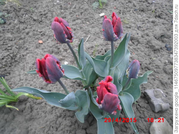 тюльпани