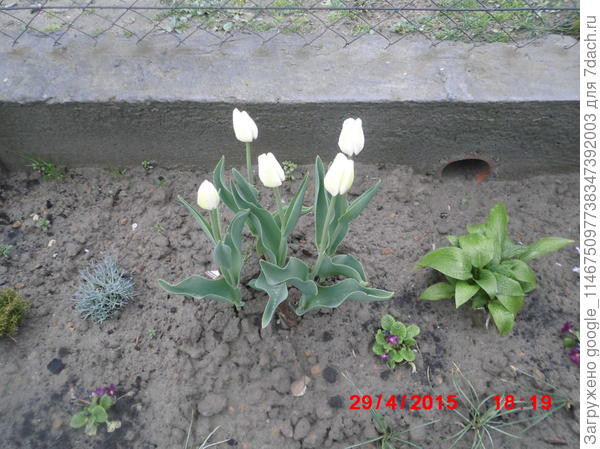 тюльпани білі