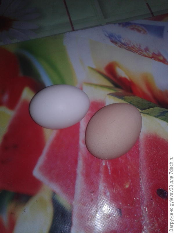 яйца)