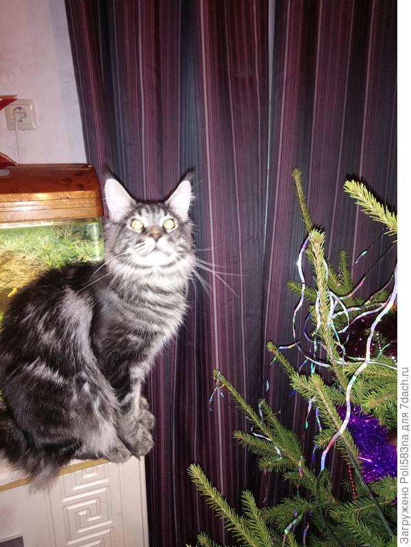 И это Касенька, в раздумьях, толи рыбок гонять, толи шарики с ёлки скидывать