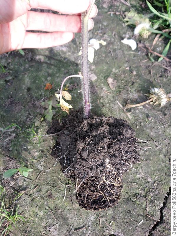 А корешки прям сильные появились, крепкие и всего за 4 дня. Неужели не спасти?