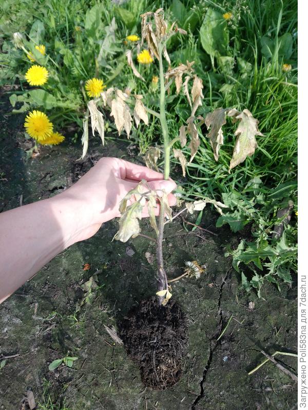 Вот выкопала один