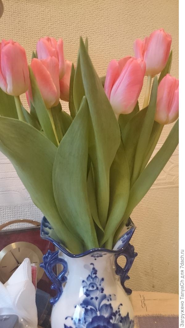 Тюльпаны