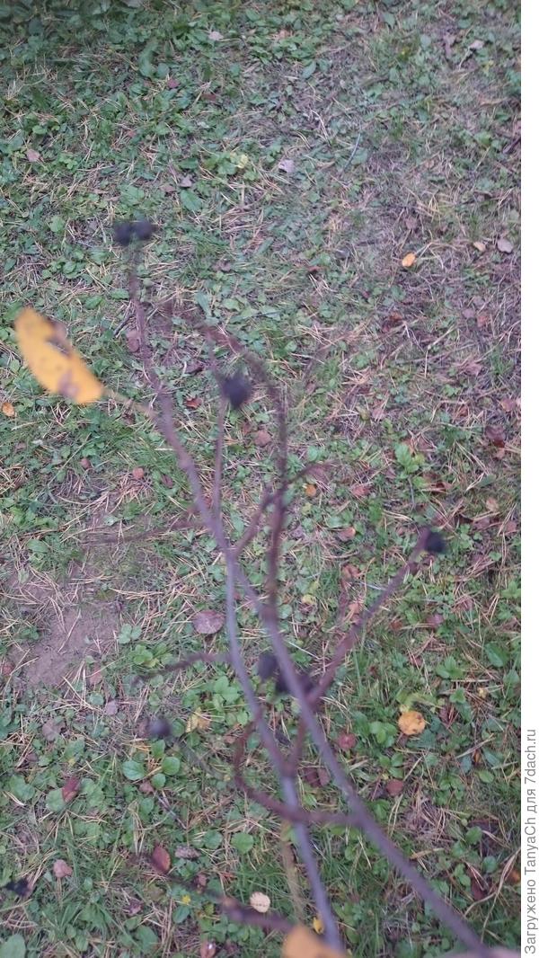 Ягодки неизвестного...