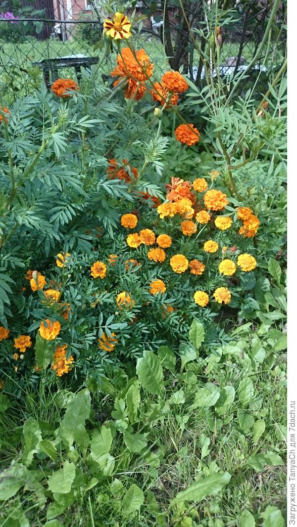 Мо бархатцы