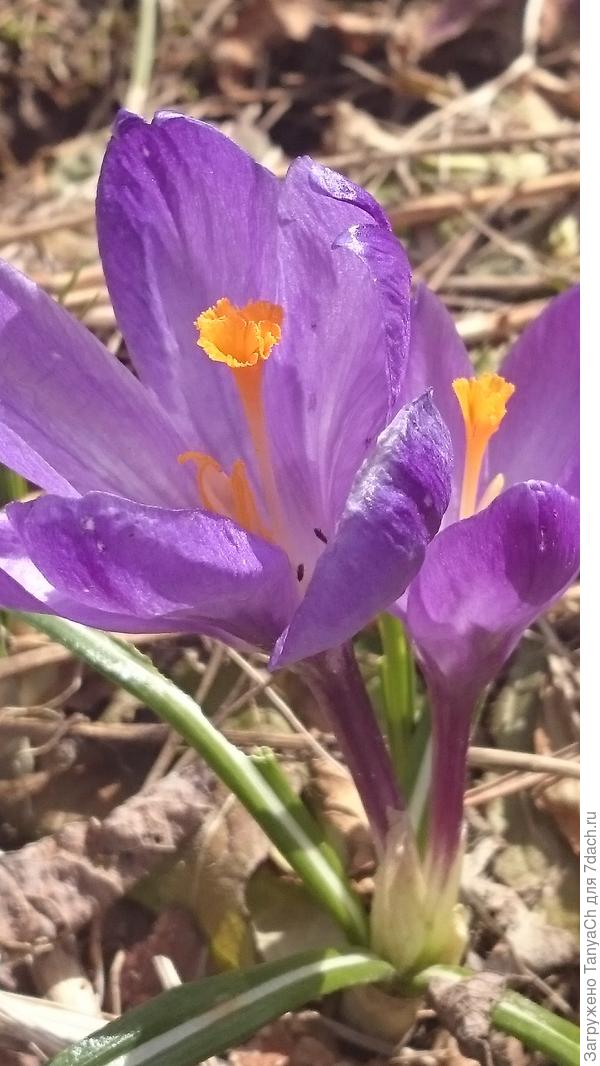 Это мои первые цветочки.