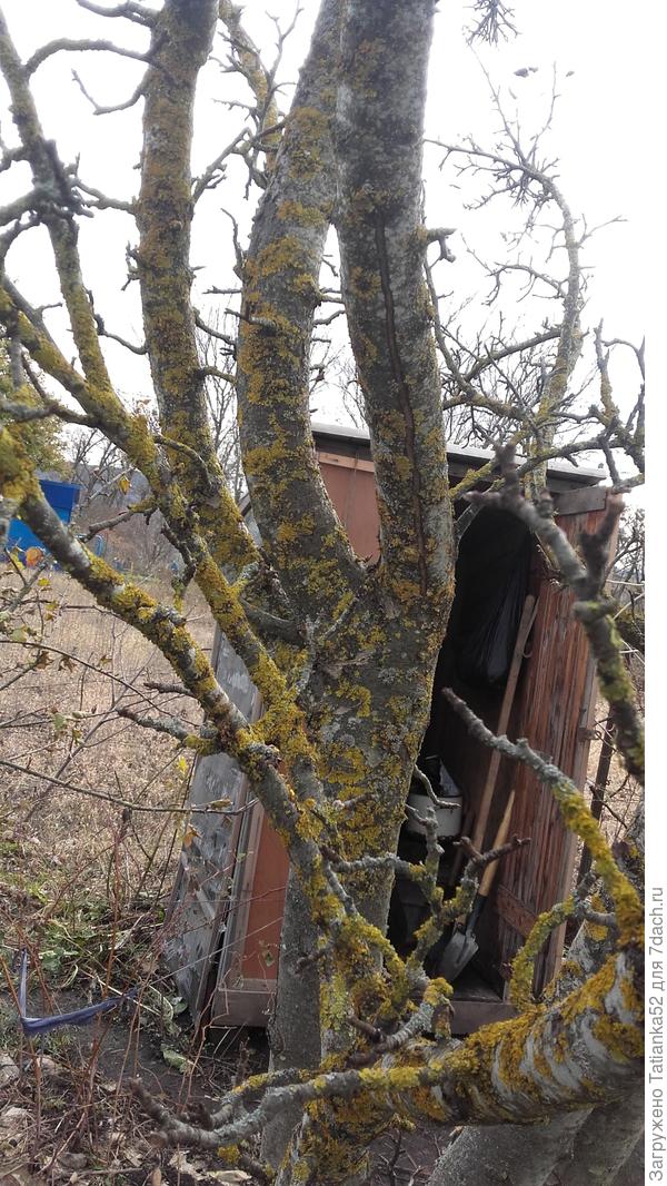 Мох на яблоне