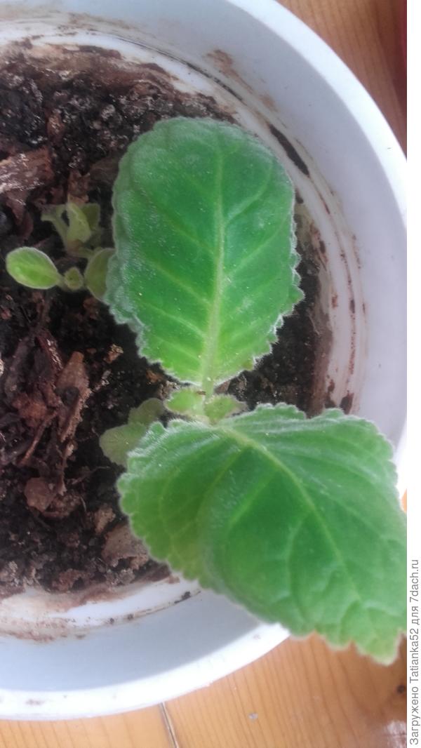 Глоксиния пошла в рост.