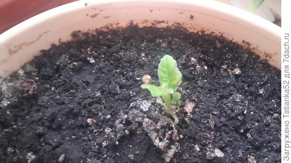 А это совсем еще  совсем маленькая, только обнаружила.