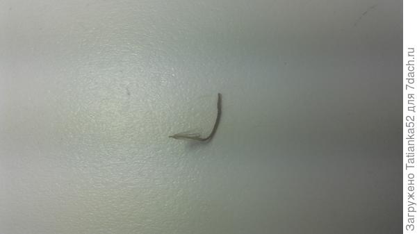 3, одно семечко