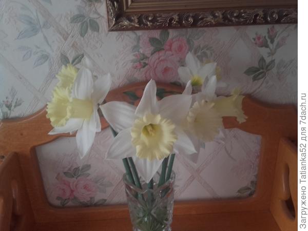 У Вашему Дню рождения распустились нарциссы! Дарю!