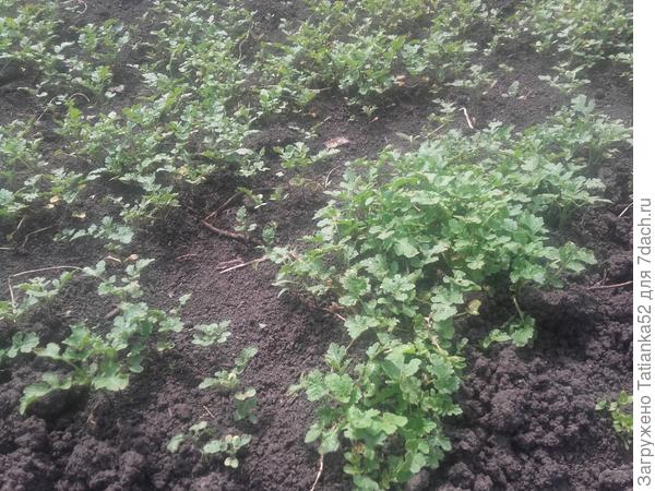 Вот такая выросла горчица. Да еще я её сеяла "под грабли". Поэтому с прорехами.