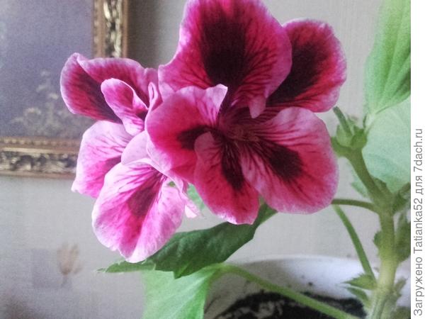 Маленький цветочек от меня.