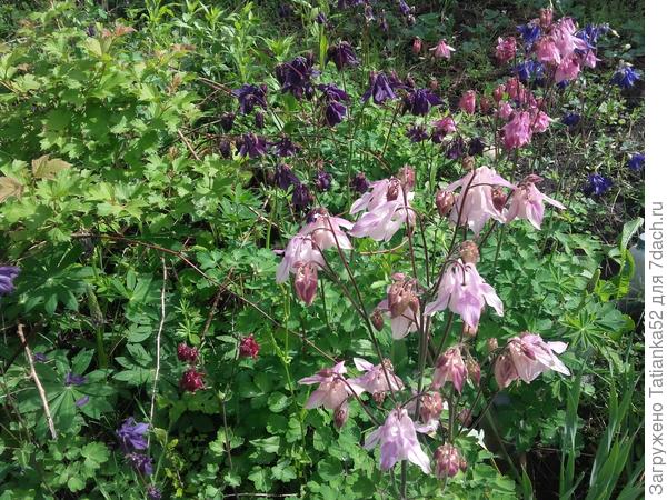 Нежно розовые