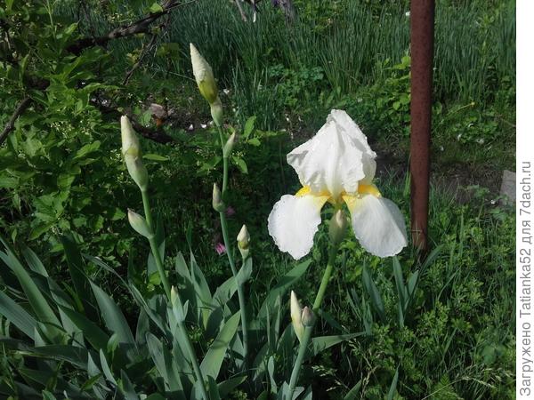 Первый ирис в подарок!