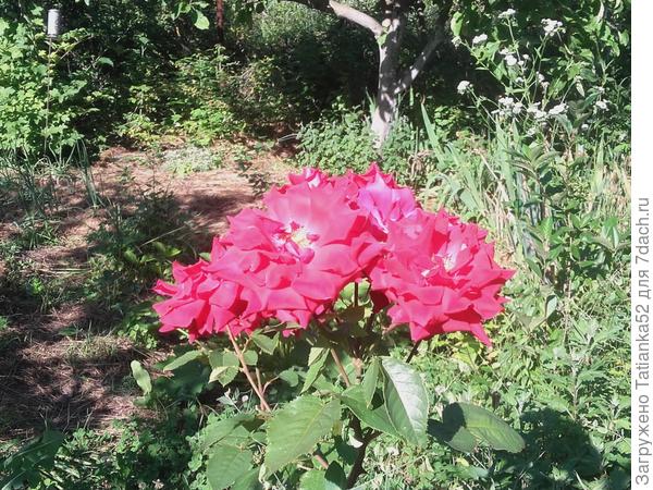 Розовые розы для Танюши Черкасовой!