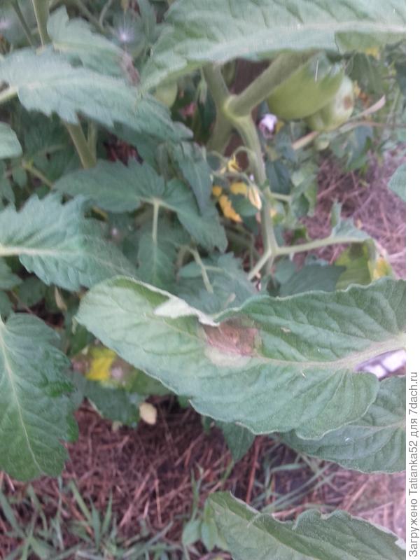 Сначала появляется пятно