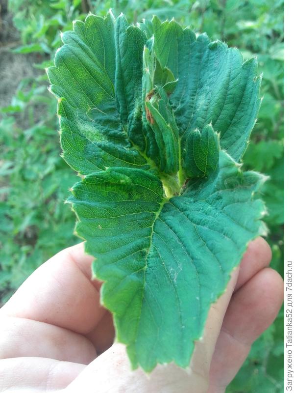 Листья  скрчиваются и сохнут