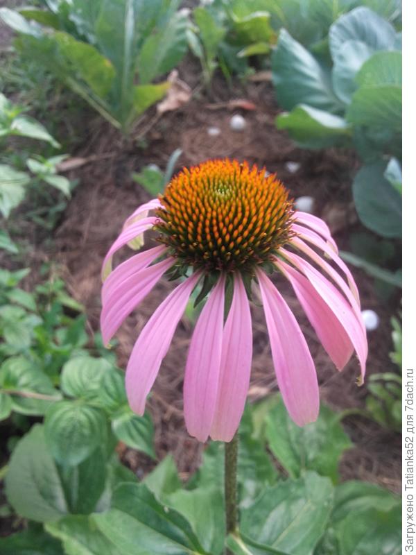 Вот такой цветочек от меня!