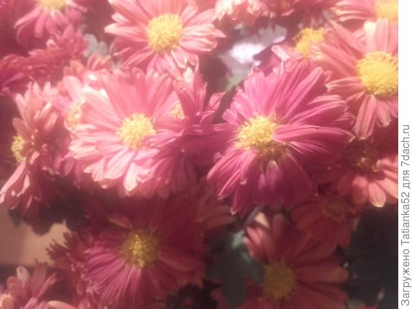 Много цветов!