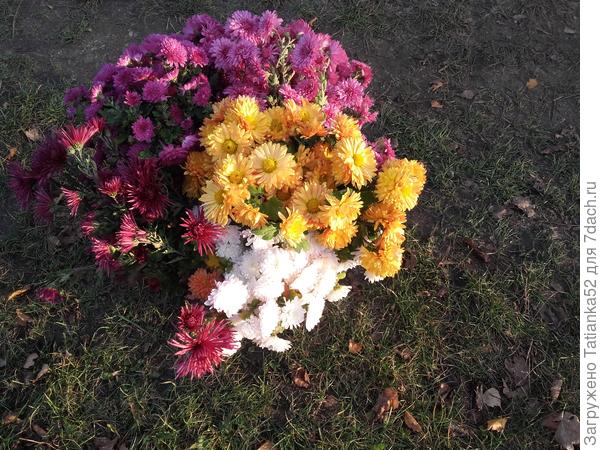 А это тебе последний букет дубочков-хризантем. Чтобы жизнь была такой же яркой и разноцветной.