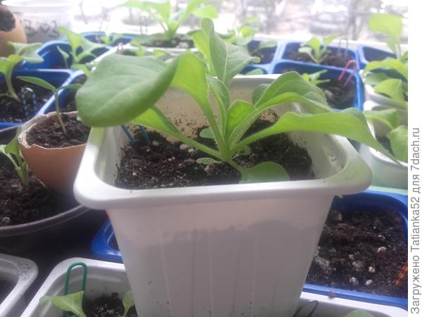 Пора ли делать прищипку?