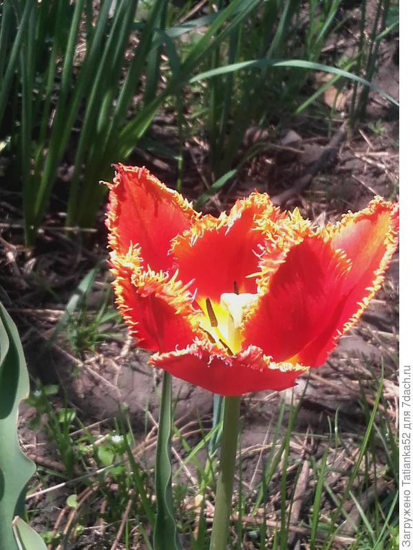 Это прошлогодний. Нынче еще не распустилить.