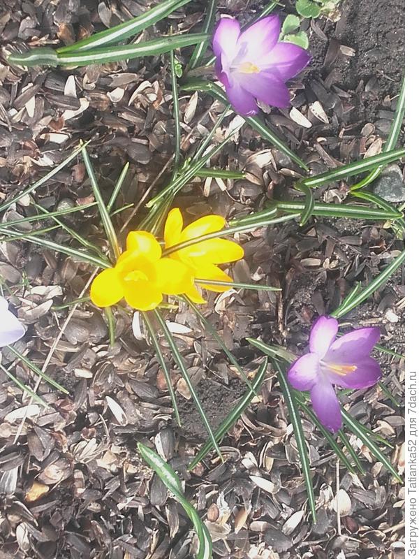Крокусы начали распускаться