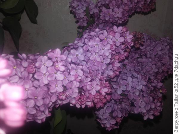 Ещё  темно, а сирень благоухает!