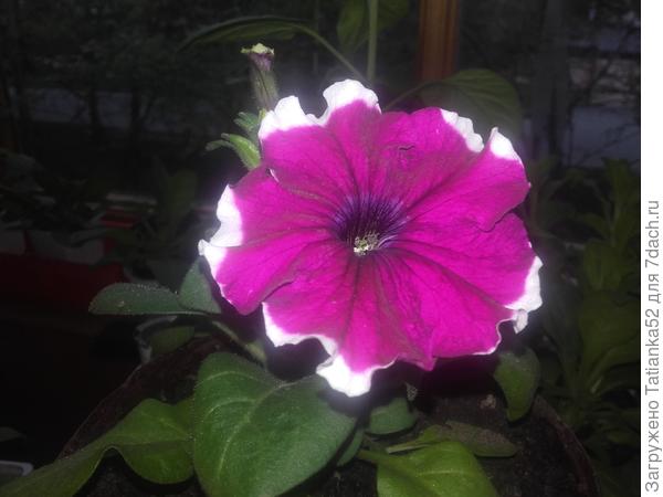 А этот красавец для Вас!