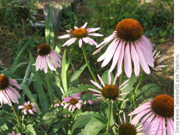 А тебе - эхинацеи! Тебя поздравить, к счастью! не опоздала. Сколько там лепесточков - столько тебе радости и поцелуев!