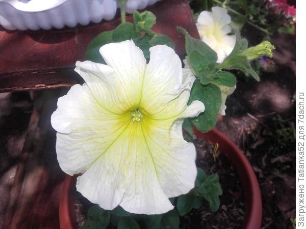 Комплиментунья мятный лайм F1