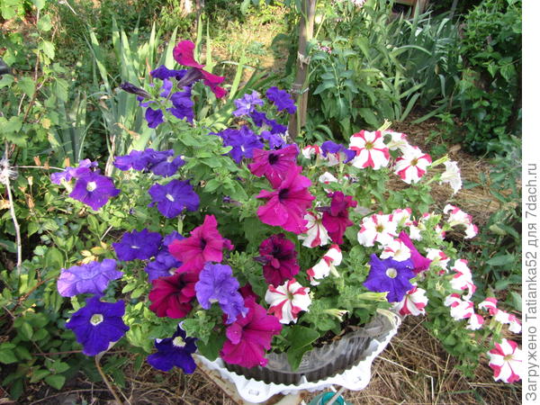 Марко Поло (звездная ночь, бургунди и красно-белая)