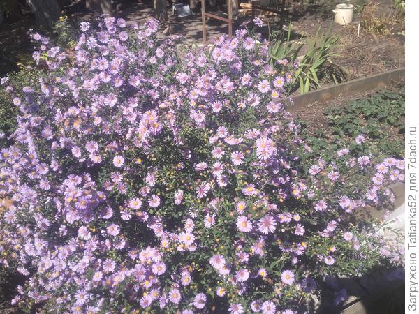 Осенние цветы