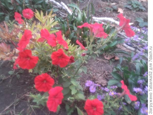 Александра цветет сегодня для тебя.э