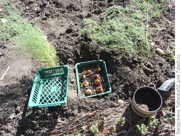 Насыпала перегноя и разложила луковки. Землей засыпать рано!