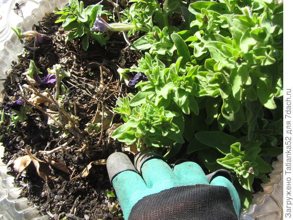 Пропалываю ими в вазоне с петуньями.