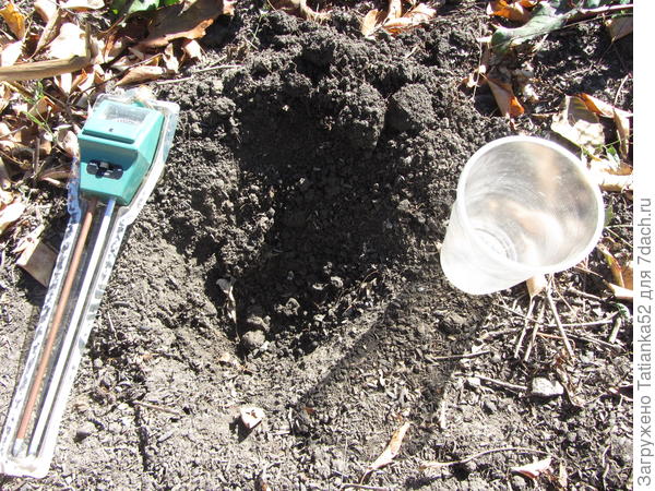 Вырыла ямку глубиной 10 см.