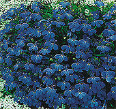 Фото с сайта