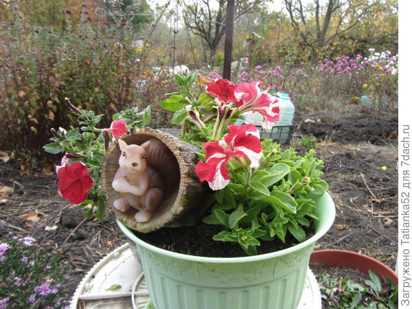 А сегодня решила посадить ее в горшок с возрождающимися после обрезки петуньями. Мило смотрится. Заодно и батарею на солнце подзарядила.