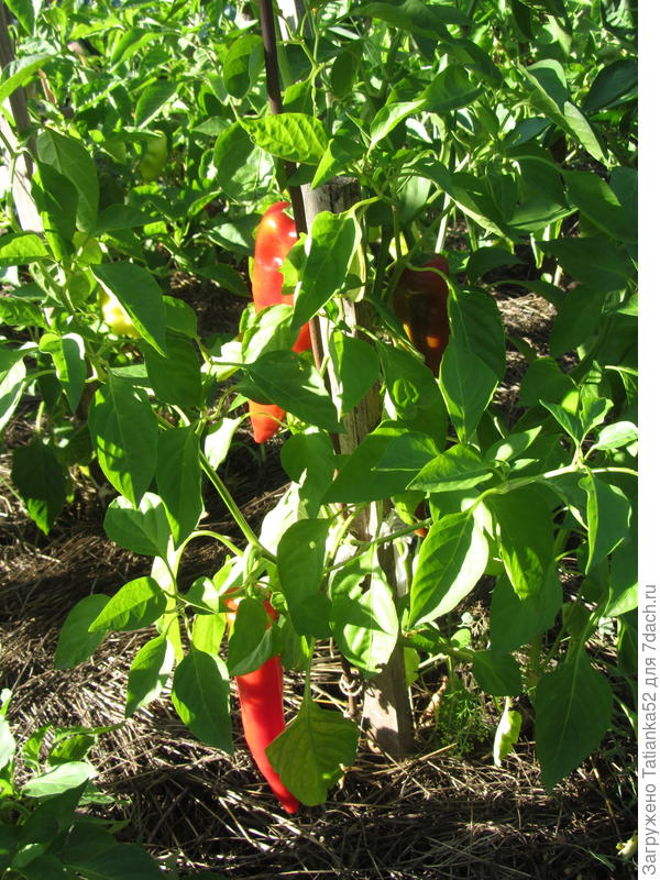 Так он рос и спел на кусту.