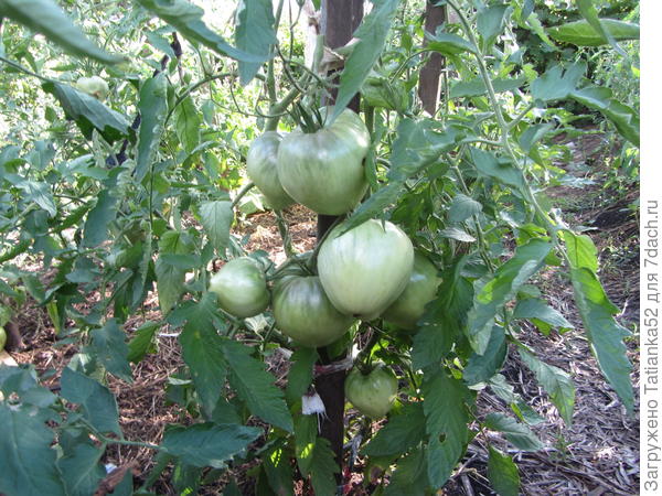 Так они начинали расти.