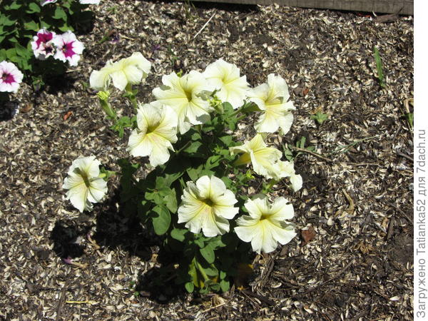 Комплиментунья мятный лайм F1