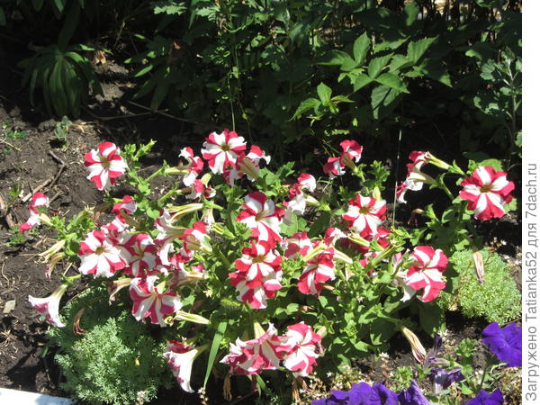 Марко Поло красно-белая F1