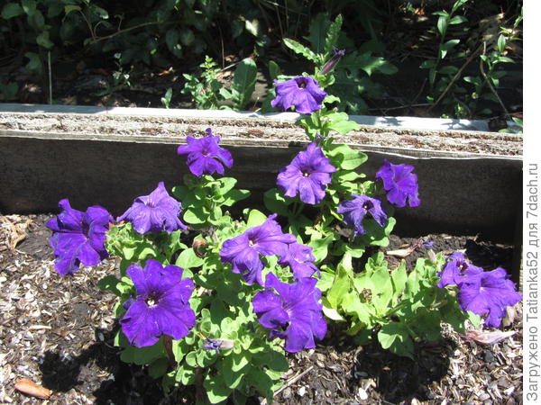 Комплиментунья Голубая F1